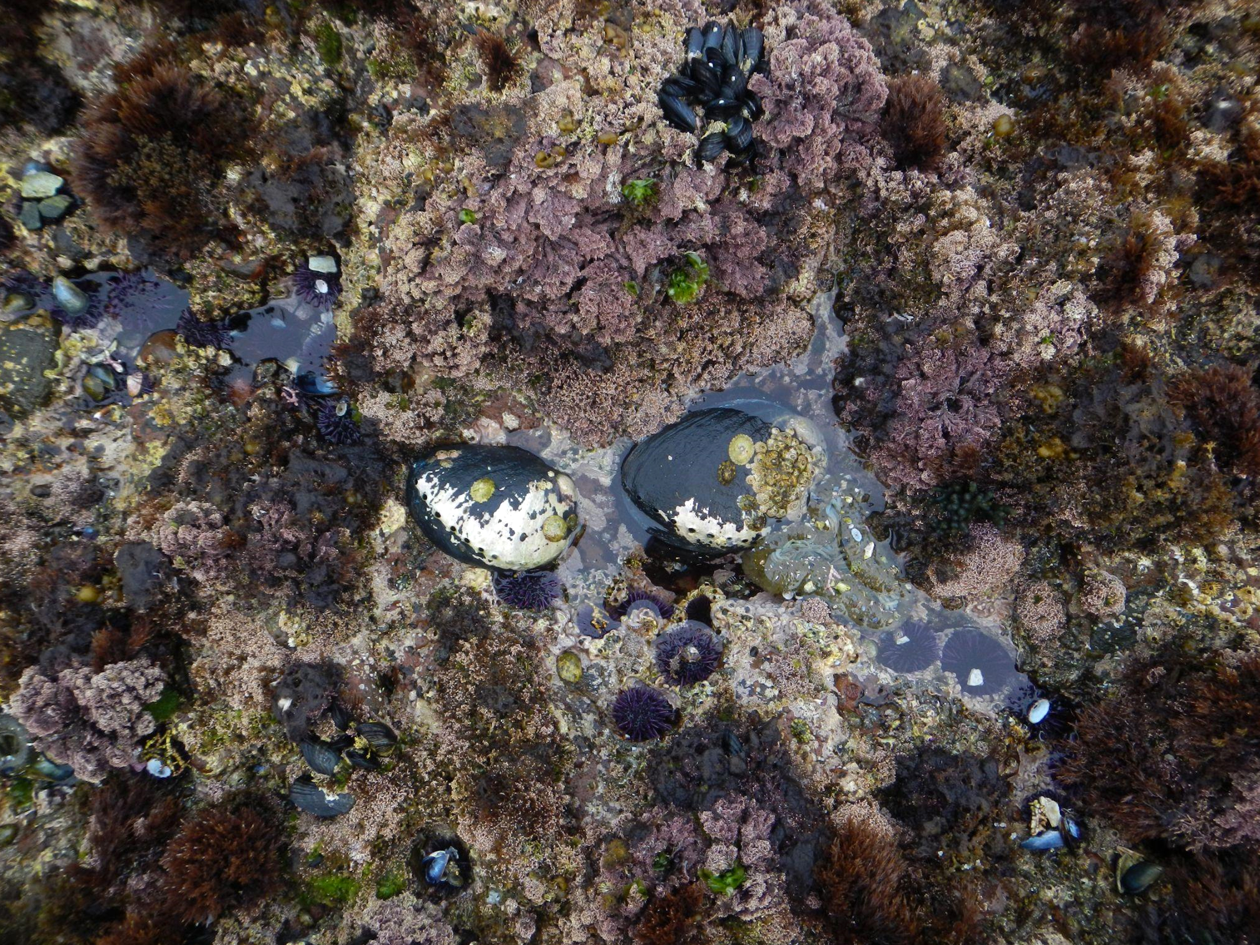 This is an image of black abalone. 